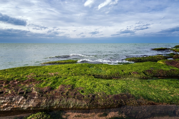 Красочный морской берег с зелеными водорослями