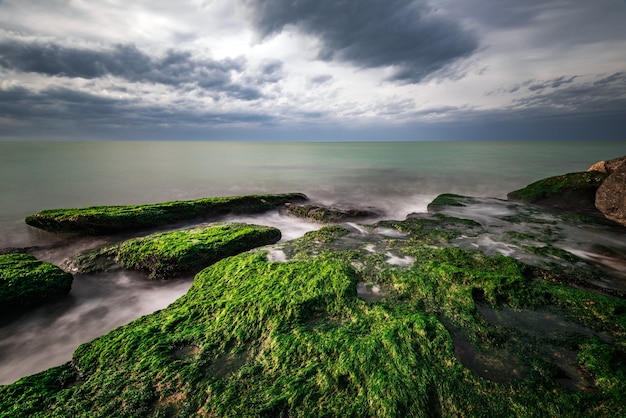 Photo colorful sea shore with green algae