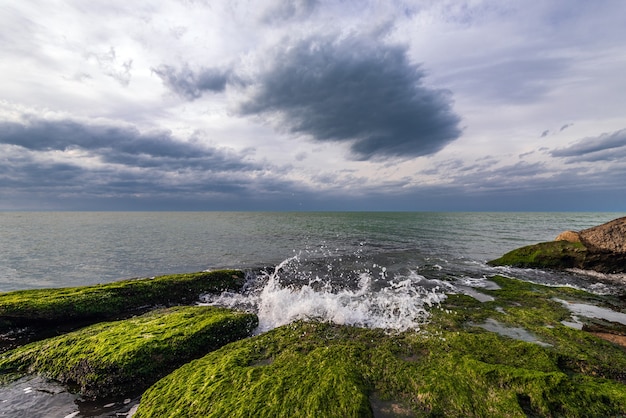 Красочный морской берег с зелеными водорослями