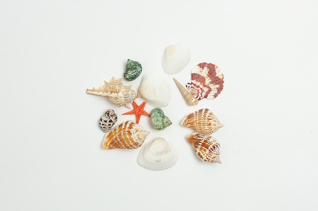 Colorful seashells on white background