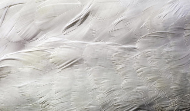 Photo a colorful silk dress from the collection of feathers by the company.