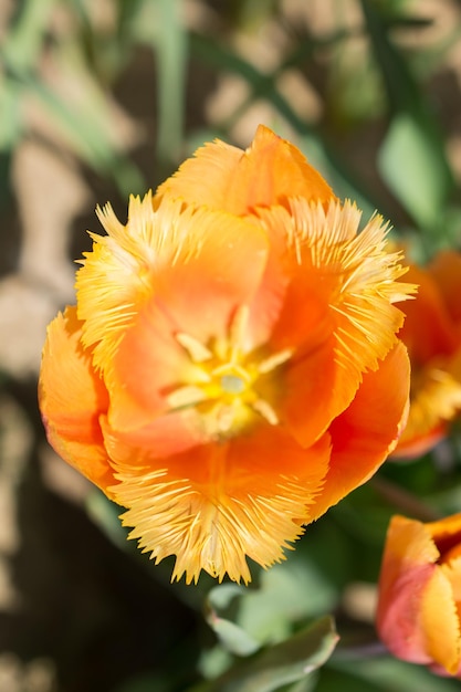 春の庭に咲くカラフルな一輪のチューリップの花