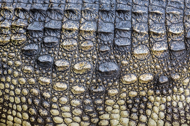 Photo colorful and skin of the crocodile.