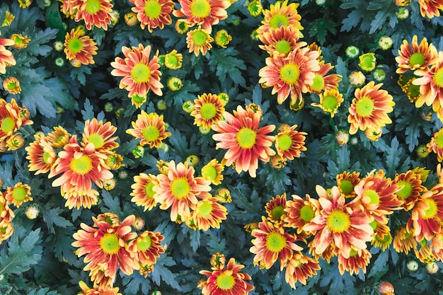 Photo colorful small daisy flower in a garden.