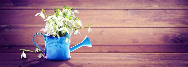 Colorful snowdrop bouquet in a watering can Concept of spring and gardening