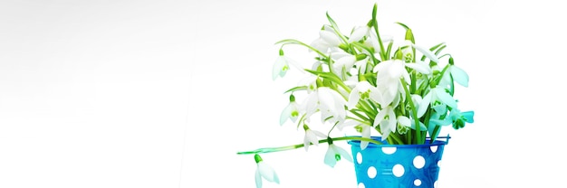 Colorful snowdrop bouquet in a watering can. Concept of spring and gardening.