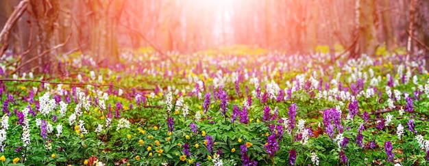 Colorful spring flowers in the forest at sunset, panorama