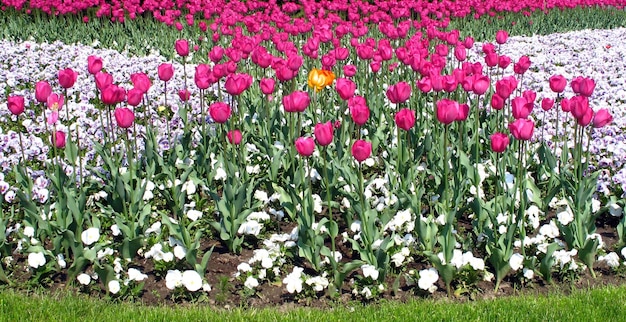 Colorful spring flowers one yellow tulip among pink tulips
unique one