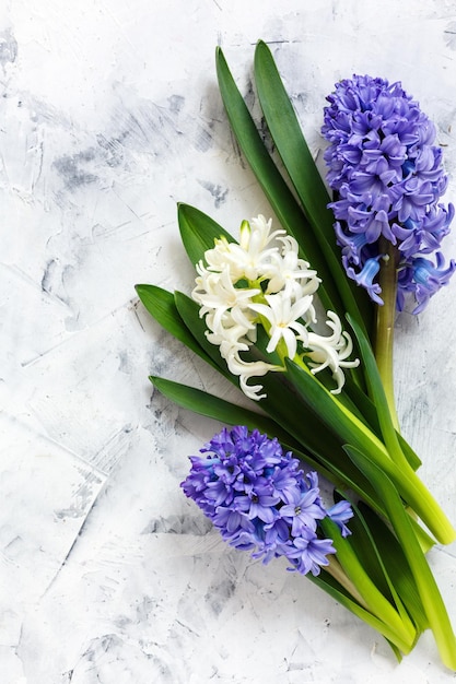 Colorful spring hyacinths