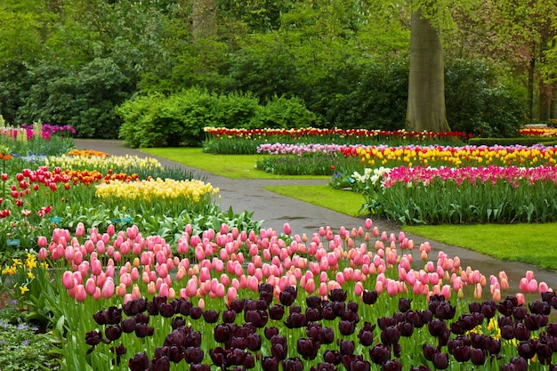 Colorful spring tulips blossoming in dutch garden 'Keukenhof', Holland