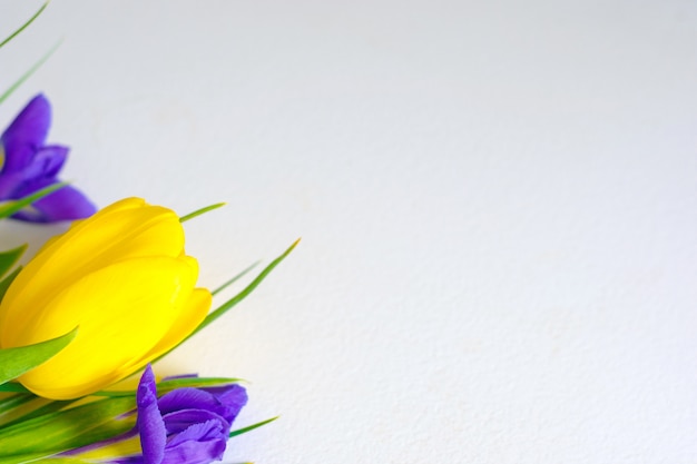 Colorful spring tulips and iris flowers on white background