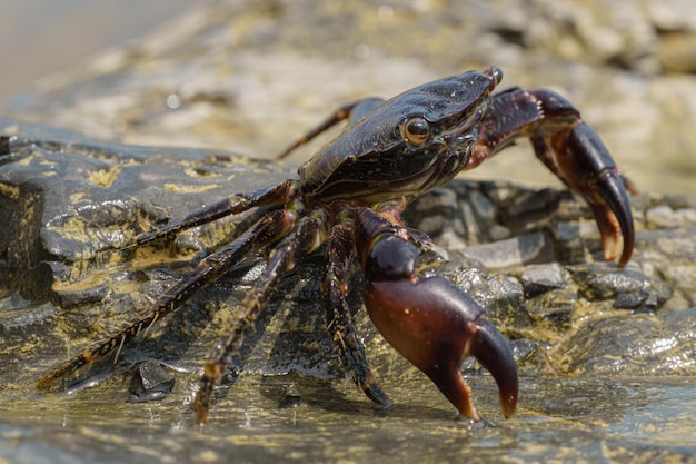 Il granchio di pietra colorato eriphia verrucosa va all'acqua sulle rocce costiere immagine a fuoco selettivo c