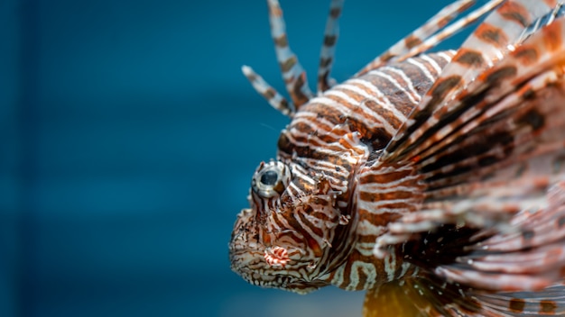 カラフルな奇妙な魚