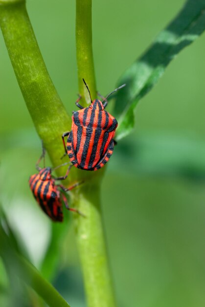 カラフルな縞模様のバグまたはミンストレルバグ Graphosoma lineatum Graphosoma italicum 昆虫 自然の牧草地