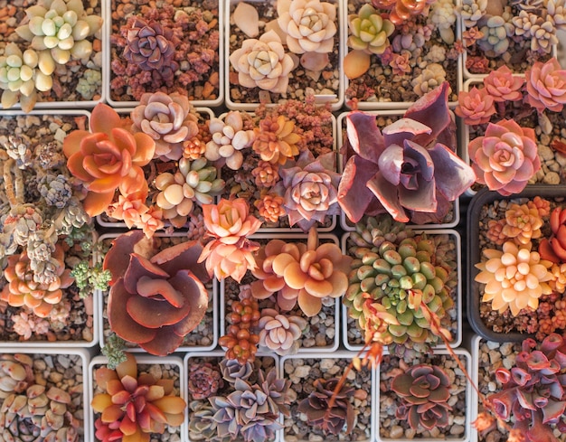 Photo colorful succulent background echeveria plants top view