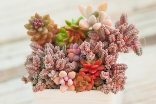 Colorful succulent echeveria sedum pachyphytum and graptoveria flowers plants mini garden