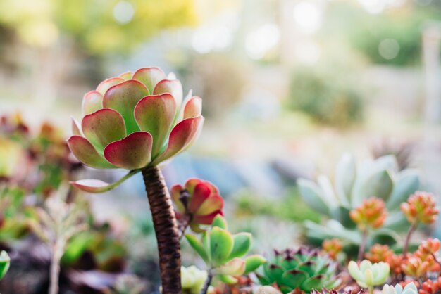 地面に生えているカラフルな多肉植物。