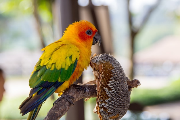 colorful sun conure parrot on dry sunflower