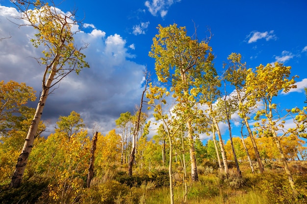 Colorful sunny forest scene in Autumn season with yellow trees in clear day.