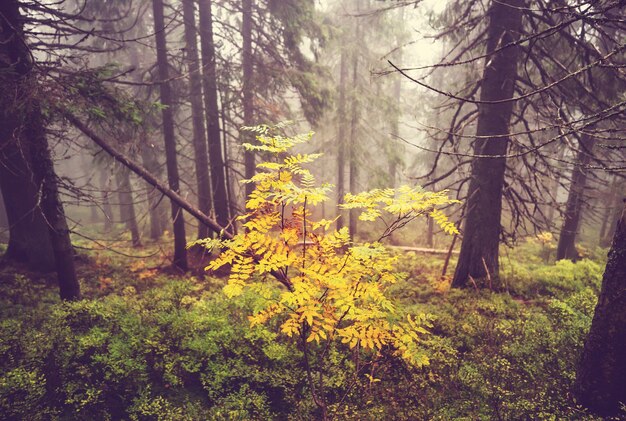 Colorful sunny forest scene in Autumn season with yellow trees in clear day.