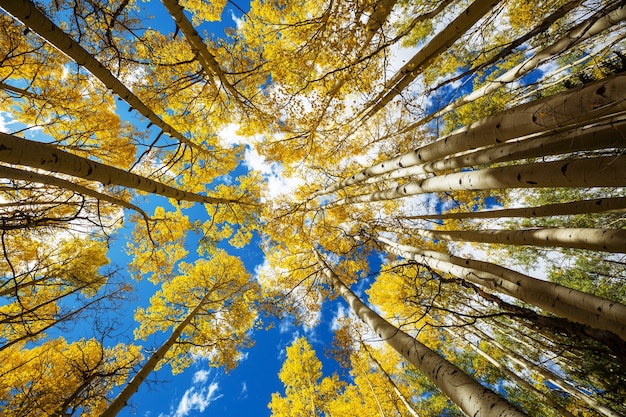 Colorful sunny forest scene in Autumn season with yellow trees in clear day.