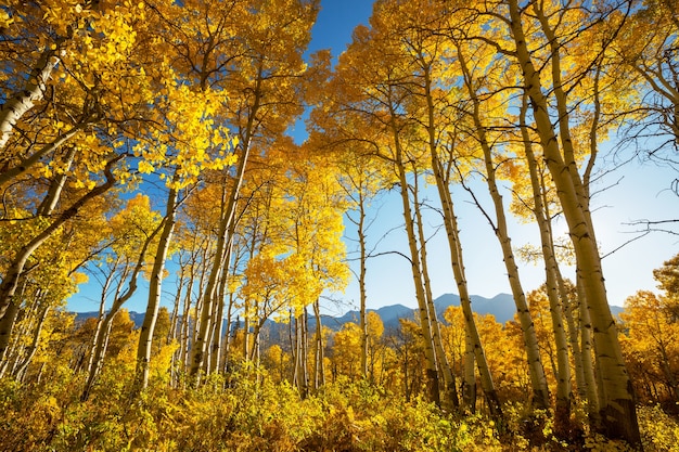 Colorful sunny forest scene in Autumn season with yellow trees in clear day.