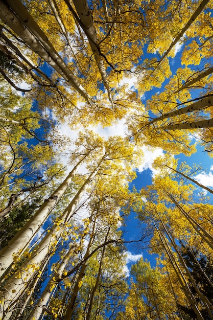 Colorful sunny forest scene in Autumn season with yellow trees in clear day.