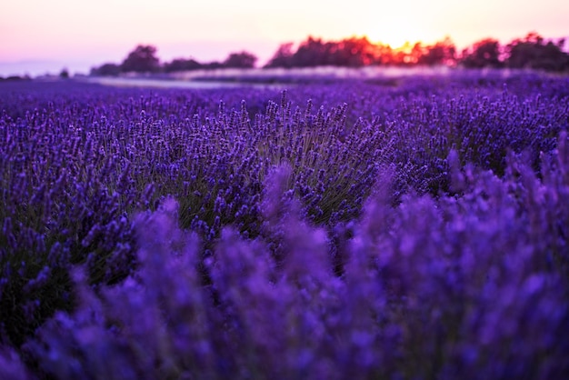 フランス プロヴァンスのヴァレンソール近くの夏のラベンダー畑の色とりどりの夕日