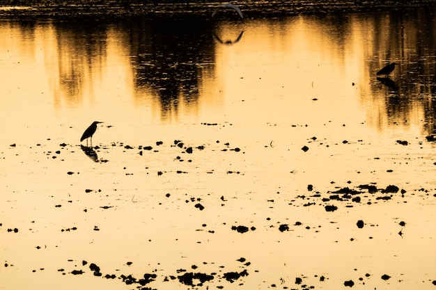 鳥のシルエットを持つ川の土手湖でカラフルな夕日美しい反射、自然の背景