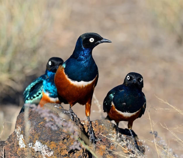 Colorful superb starling in the African savanna