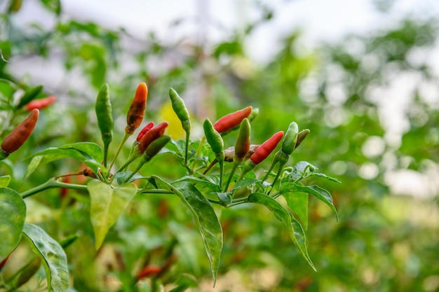 Photo colorful thai chili pepper on tree