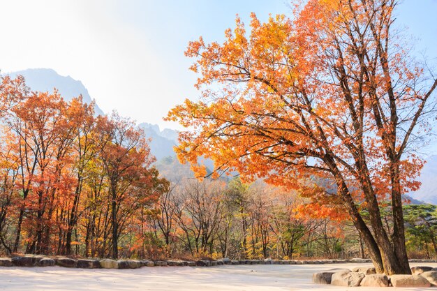 Photo colorful tree in antumn at seoraksan national park