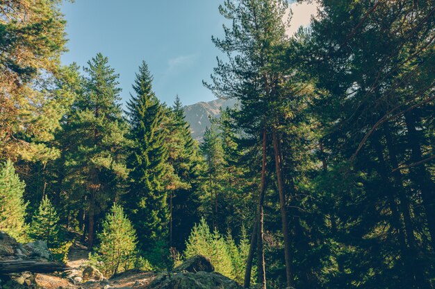 Colorful tree and forest nature hiking trail without any person.