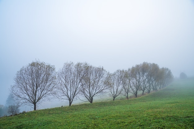 Разноцветные деревья в Карпатах, покрытые густым серым туманом