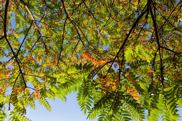 Разноцветные деревья в лесу осенью, листва деревьев меняет цвет во время листопада