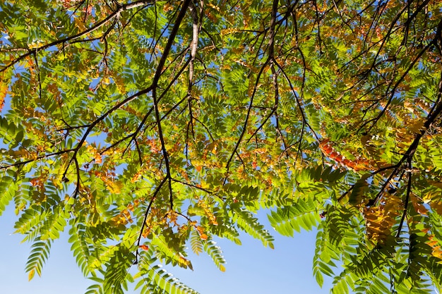 Colorful trees in the forest in autumn, the foliage of trees changes color during leaf fall