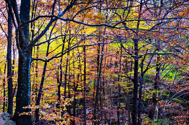 Colorful trees and leaves in autumn in the Montseny Natural Park in Barcelona, Spain.