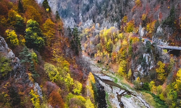 山の中のカラフルな木