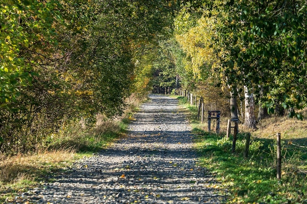 Красочные деревья и сельская дорога в осеннем лесу