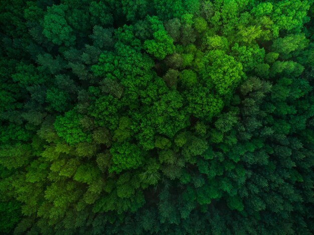 Colorful trees in spring foresttop down aerial