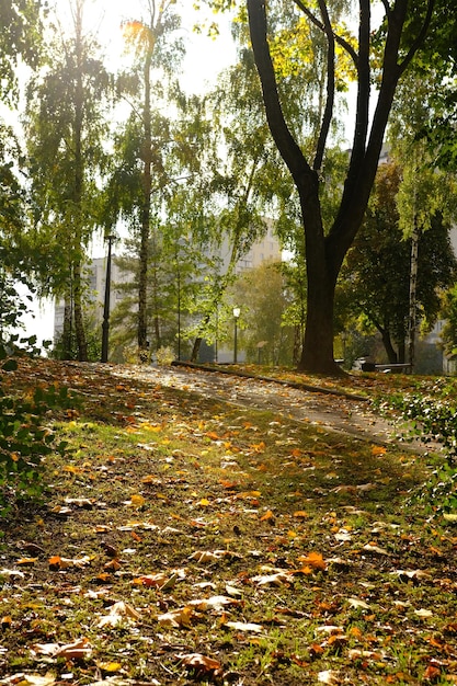 Colorful trees with pathway in autumn landscape in deep forest The autumn colors the forest create