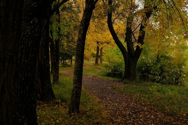 Colorful trees with pathway in autumn landscape in deep forest The autumn colors in the forest