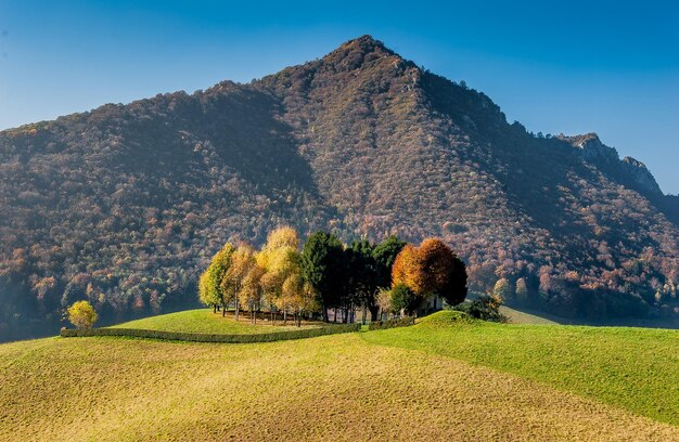 Colorful trees