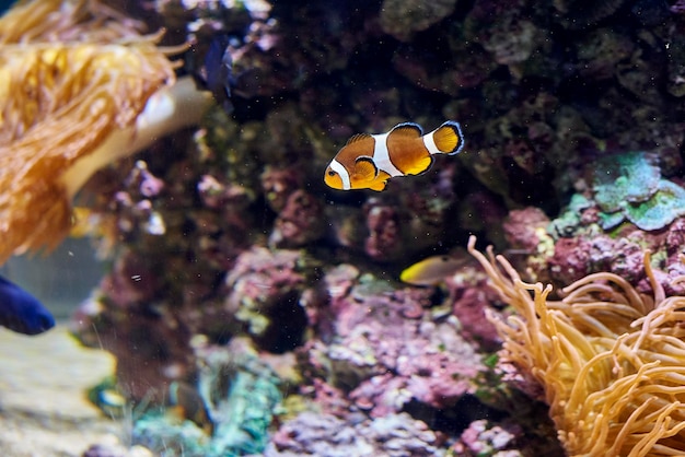 Pesce pagliaccio tropicale colorato che nuota felicemente nell'acquario di acqua calda tra belle rocce e piante marine