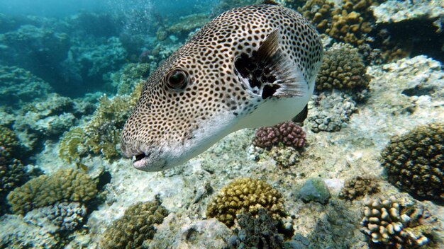 Colorful tropical fish on a coral reef amazingly beautiful fairy world in the coral gardens of the red sea