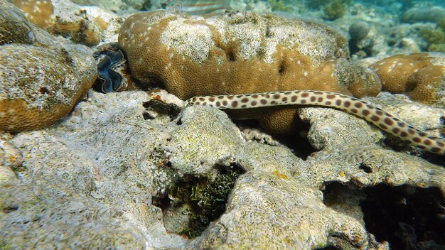 Photo colorful tropical fish on a coral reef, amazingly beautiful fairy world. in the coral gardens of the