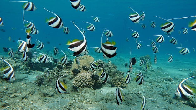 Colorful tropical fish on a coral reef, amazingly beautiful fairy world. in the coral gardens of the