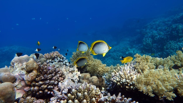 サンゴ礁に色とりどりの熱帯魚、驚くほど美しい妖精の世界。サンゴ礁の庭園で