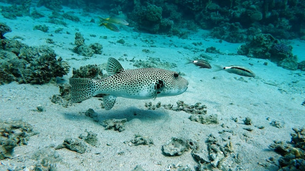 Photo colorful tropical fish on a coral reef amazingly beautiful fairy world