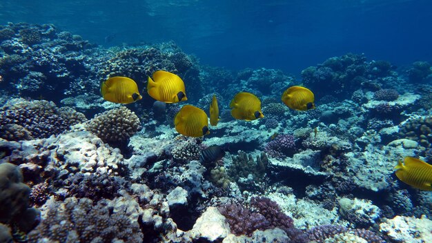 サンゴ礁の近くのカラフルな熱帯魚、驚くほど美しい水中ショット。